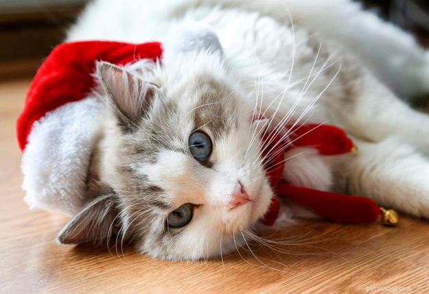 Gus: A Ragdoll s Journey of Love & Healing