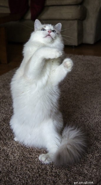 Gus: A Ragdoll s Journey of Love & Healing