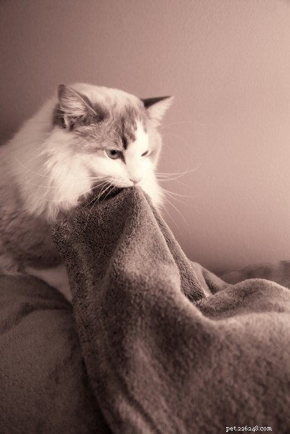 Gus: A Ragdoll s Journey of Love & Healing