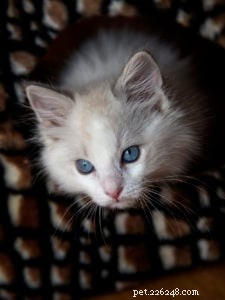 Gus: A Ragdoll s Journey of Love & Healing