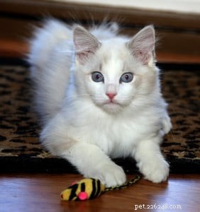 Gus: A Ragdoll s Journey of Love & Healing