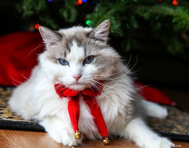 Gus: A Ragdoll s Journey of Love & Healing