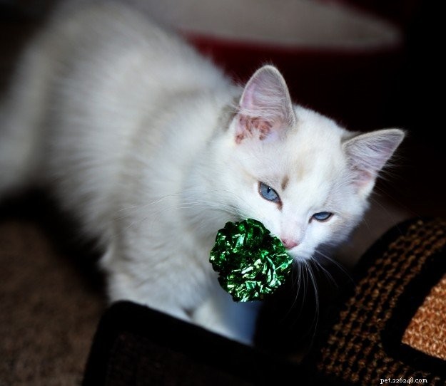 Gus: A Ragdoll s Journey of Love & Healing