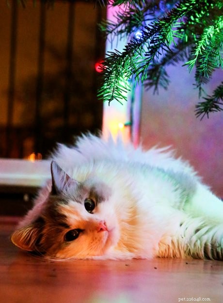 Gus: A Ragdoll s Journey of Love & Healing