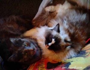 Meet Gatsby: The Ragdoll Cat of the Week