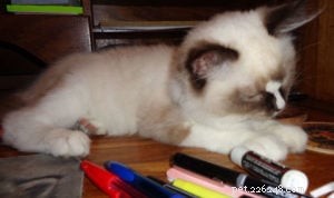 Meet Gatsby: The Ragdoll Cat of the Week