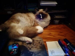 Meet Gatsby: The Ragdoll Cat of the Week