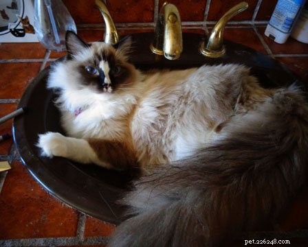 Meet Gatsby: The Ragdoll Cat of the Week