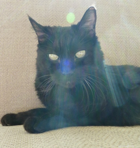 Floppycats Explores Albuquerque Cat Clinic: A Trusted All‑Cat Veterinary Practice