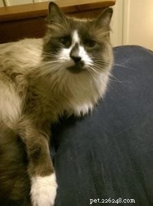 Meet Em – The Cuddly Ragdoll of the Week