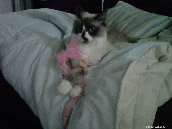 Meet Em – The Cuddly Ragdoll of the Week