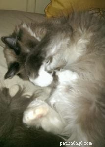 Meet Em – The Cuddly Ragdoll of the Week