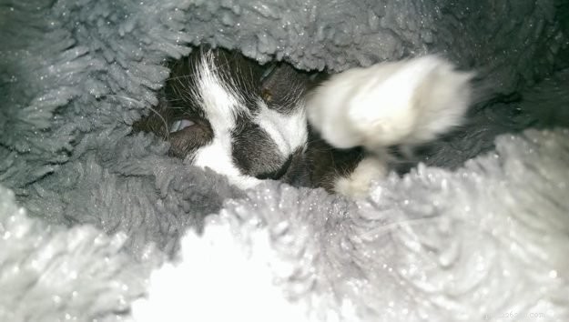 Meet Em – The Cuddly Ragdoll of the Week