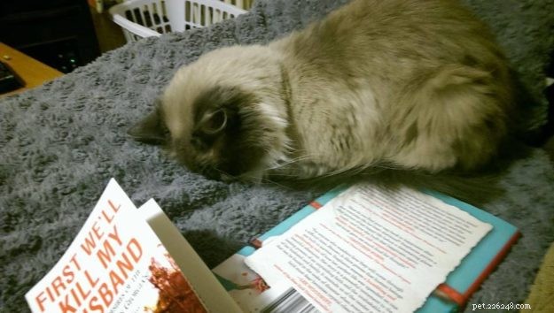 Meet Em – The Cuddly Ragdoll of the Week