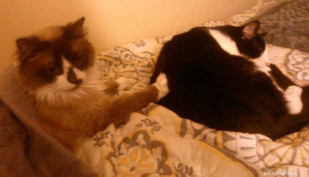 Meet Em – The Cuddly Ragdoll of the Week