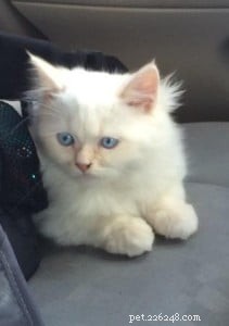 Meet Butters: Featured Ragdoll Kitten of the Month