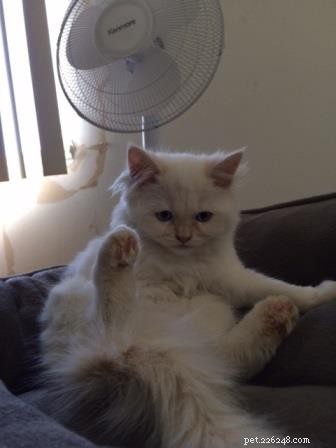 Meet Butters: Featured Ragdoll Kitten of the Month