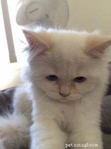 Meet Butters: Featured Ragdoll Kitten of the Month
