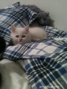 Meet Butters: Featured Ragdoll Kitten of the Month