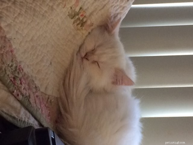 Meet Butters: Featured Ragdoll Kitten of the Month
