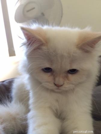 Meet Butters: Featured Ragdoll Kitten of the Month