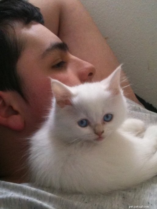 Meet Butters: Featured Ragdoll Kitten of the Month