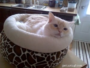 Meet Guimauve: The Charming Ragdoll Cat of the Week