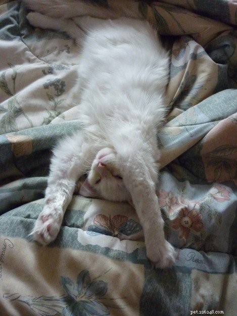 Meet Guimauve: The Charming Ragdoll Cat of the Week