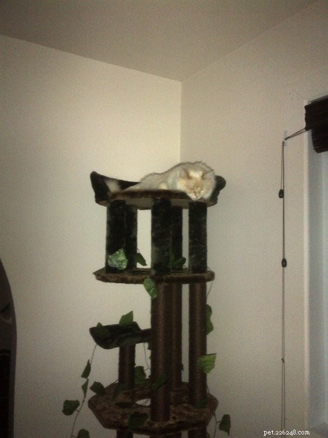 Meet Guimauve: The Charming Ragdoll Cat of the Week