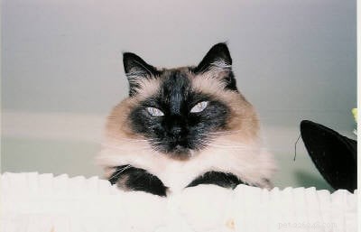 The Origin and Development of Ragdoll Cats