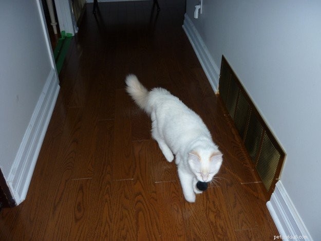 Meet Guimauve: The Charming Ragdoll Cat of the Week