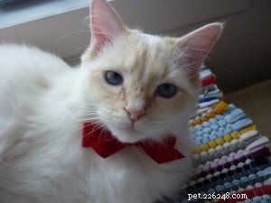 Meet Guimauve: The Charming Ragdoll Cat of the Week