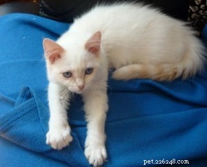 Meet Guimauve: The Charming Ragdoll Cat of the Week
