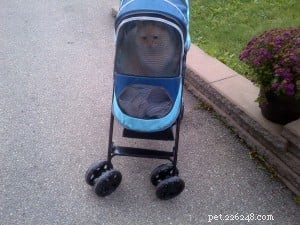 Meet Guimauve: The Charming Ragdoll Cat of the Week