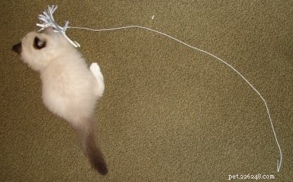 DIY Cat Toys: Create Engaging & Affordable Games for Your Feline Friend
