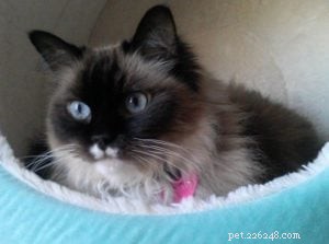 Lilly – Ragdoll of the Week: Heartwarming Journey of a Rescued Cat