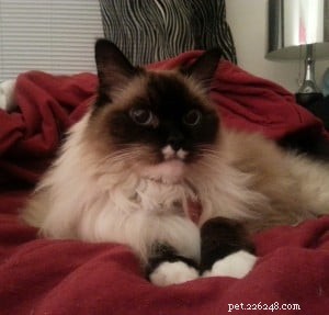 Lilly – Ragdoll of the Week: Heartwarming Journey of a Rescued Cat