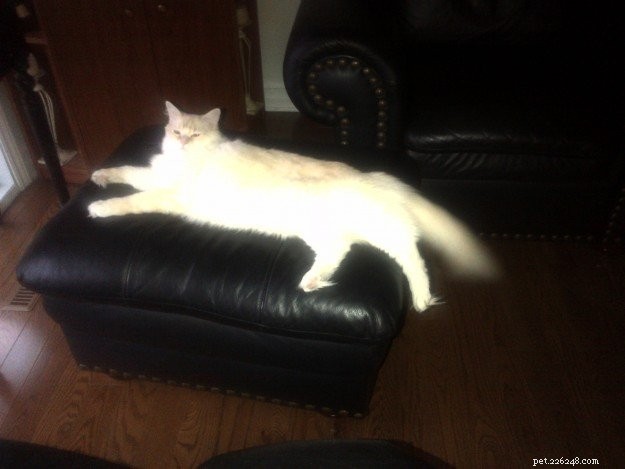 Meet Guimauve: The Charming Ragdoll Cat of the Week