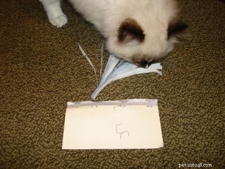 DIY Cat Toys: Create Engaging & Affordable Games for Your Feline Friend