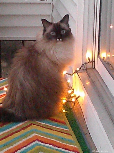 Lilly – Ragdoll of the Week: Heartwarming Journey of a Rescued Cat