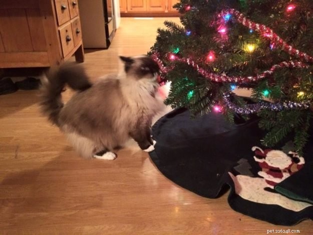 Lilly – Ragdoll of the Week: Heartwarming Journey of a Rescued Cat