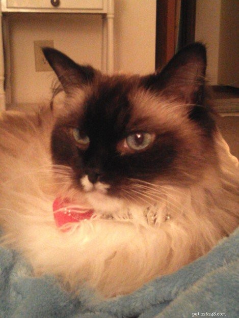 Lilly – Ragdoll of the Week: Heartwarming Journey of a Rescued Cat
