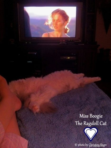 Meet Miss Boogie: The Enchanting Ragdoll Cat of the Week