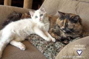 Meet Miss Boogie: The Enchanting Ragdoll Cat of the Week