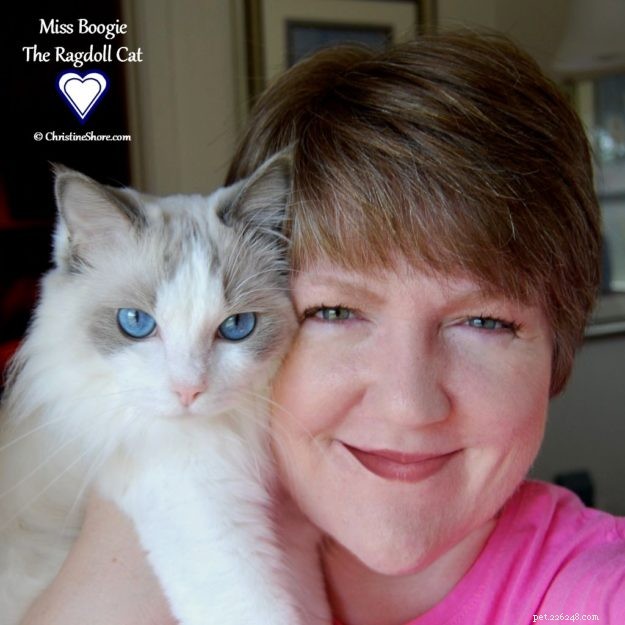 Meet Miss Boogie: The Enchanting Ragdoll Cat of the Week