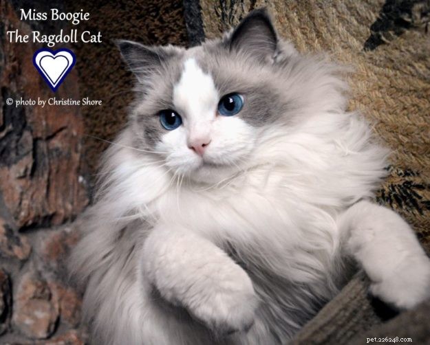 Meet Miss Boogie: The Enchanting Ragdoll Cat of the Week