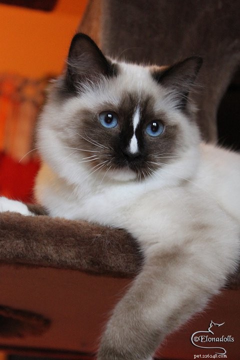 Submit Your Ragdoll Cat for Ragdoll of the Week – Floppycats.com Guidelines
