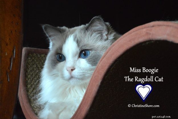 Meet Miss Boogie: The Enchanting Ragdoll Cat of the Week