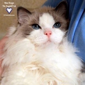 Meet Miss Boogie: The Enchanting Ragdoll Cat of the Week