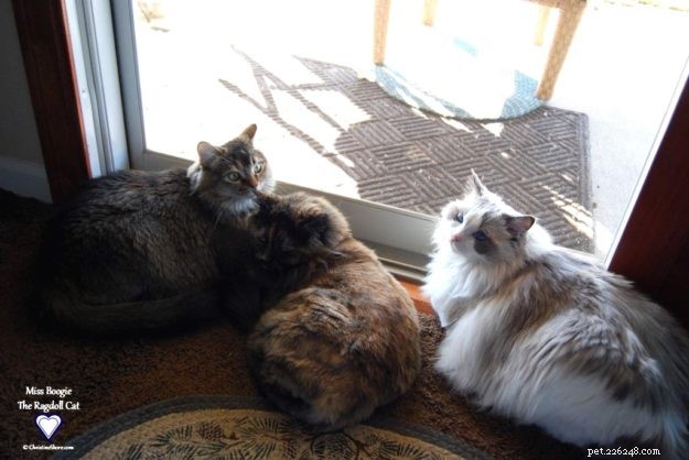 Meet Miss Boogie: The Enchanting Ragdoll Cat of the Week